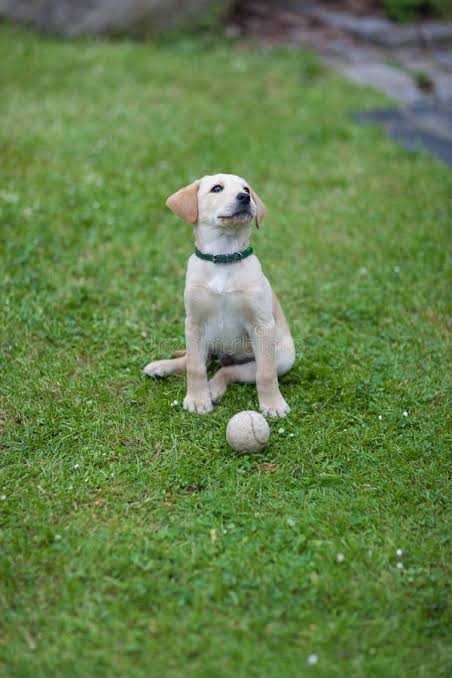 Toby - Labrador mix